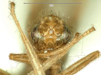 Media type: image;   Entomology 10445 Aspect: head frontal view